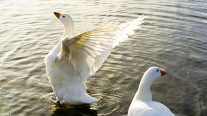 Birds in Motion on Lake
