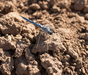 Dragonfly on the ground
