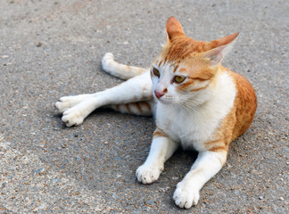 Naklejka na ściany i meble Cat White Cute Smile Sitting in Floor Road playing outside