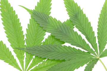 Hemp leaves on white background
