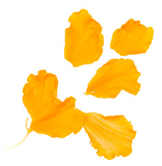 Orange flower petals