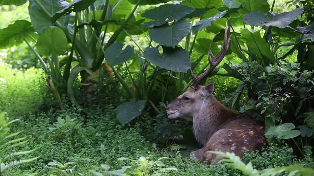 An adult Male Cervus Nippon resting lying among the trees and forest plants at a day hot summer, Sika Deer at the Taiwan  in Taipei -Dan