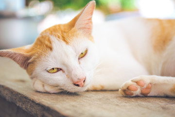 White Cat Orange lying on a wooden table
