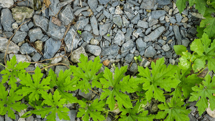 stone flake with green ivy for background