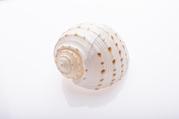 Seashell on white isolated background