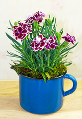 Sweet Williams or carnations in a flowerpot.