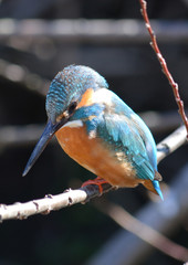 翡翠　カワセミ