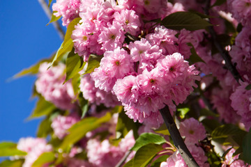 Detail of pink flowering Japanese cherry tree - Sakura