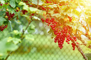 bush of red currant in garden at sunset or sunrise, rural concept, sunlight