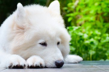 white dog sleep on ground