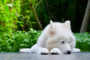 white dog sleep on ground