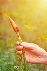 girl is holding carrot that she just pulled out of garden, sunlight