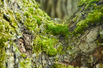 Moss on tree, nature macrophoto, tree bark