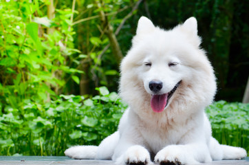 white dog sleep on ground