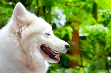 white dog sleep on ground