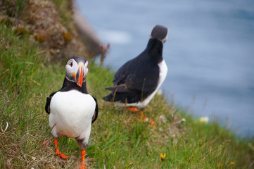 Atlantic Puffin in Latrabjarg cliffs, Iceland.
