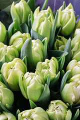 Green tulips background