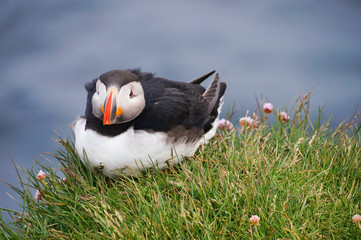 Atlantic Puffin in Latrabjarg cliffs, Iceland.