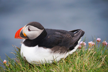 Atlantic Puffin in Latrabjarg cliffs, Iceland.