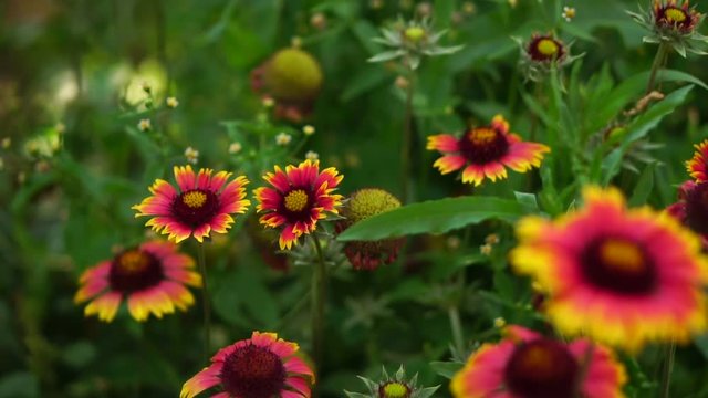 Beautiful garden flowers. Swinging in the wind. Slow motion
