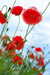 Obraz premium Red poppies on the meadow