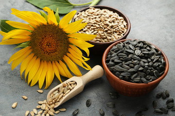 Sunflower seeds in scoop and bowl on grey wooden table