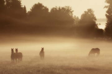 Horses Sunrise