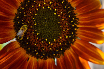 bee in the center