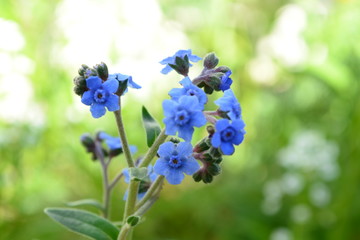 blue wildflower