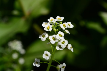 sweet alyssum