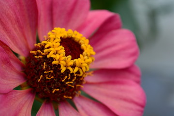 antique zinnia