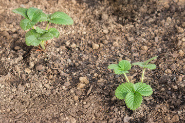 closeup of strawberry plants in soil