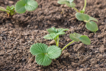 young strawberry plants growing in garden soil