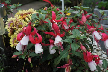 Fuchsie