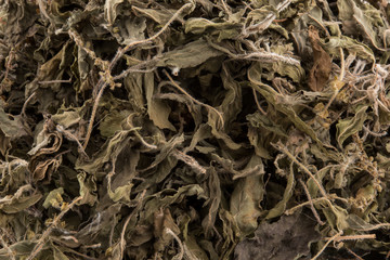 Organic dry Green or Holy Basil (Ocimum tenuiflorum) leaves on white background ,holy basil herb used in natural alternative herbal medicine