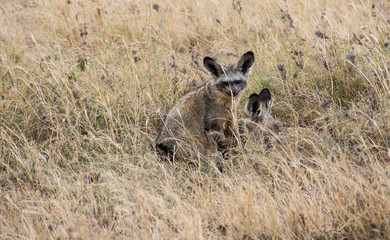 Splendor in the grass
