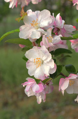 Chinese flowering crab-apple blooming