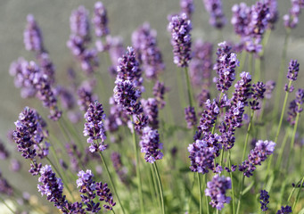  the flourishing lavender  in Provence, near Sault, France