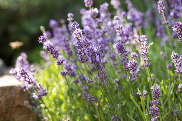 Lavender field in Provence, near Sault, France
