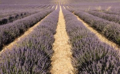 Fototapeta na wymiar Lavender field in Provence, near Sault, France