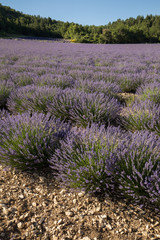 Lavender field in Provence, near Sault, France