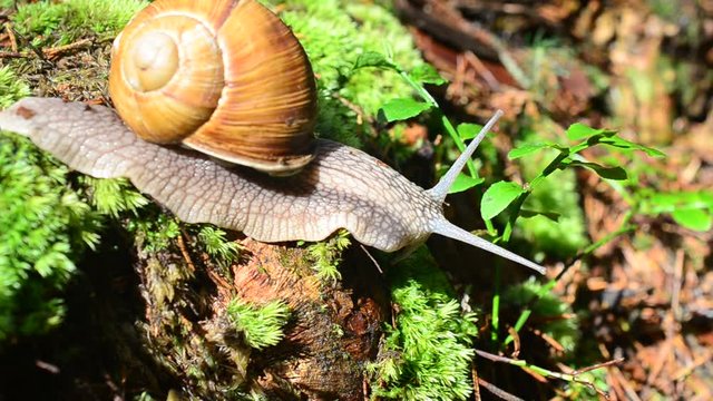 Snail in the wood.