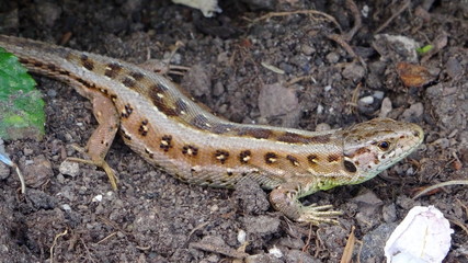 Lizard