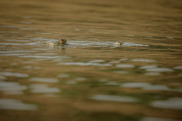 Indian gavial in the nature habitat, chambal river sanctuary, Gavialis gangeticus, very endangered species of indian wildlife, India. © photocech