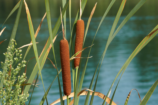 typha wildplant at lake