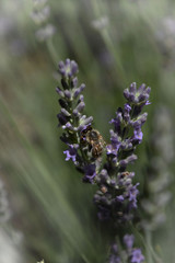 lavendel 