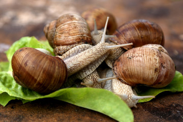 Snails in the garden on the wooden background. The snail stuck out its antennae