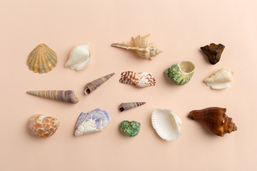 seashells on a bright background