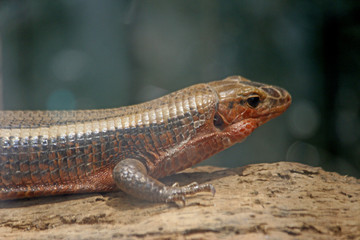 Lesard de Madagascar