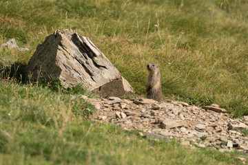 marmotte